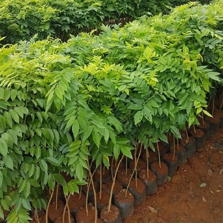 5 Cây giống sưa đỏ cao 40cm