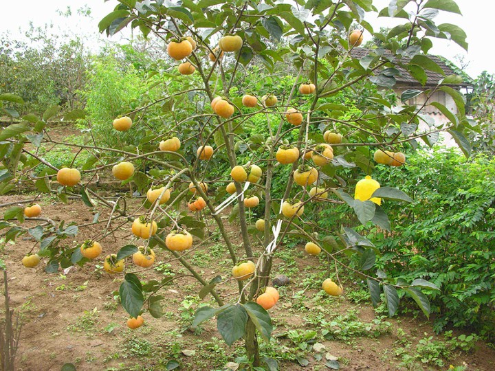 Cây hồng giòn nhật bản cây giống chất lượng