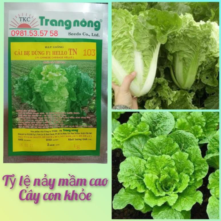 Hạt giống cải bẹ dúng f1 trang nông tn103
