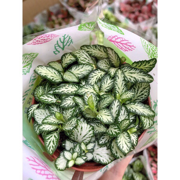 Cây cẩm nhung , cỏ may mắn màu xanh lá cây