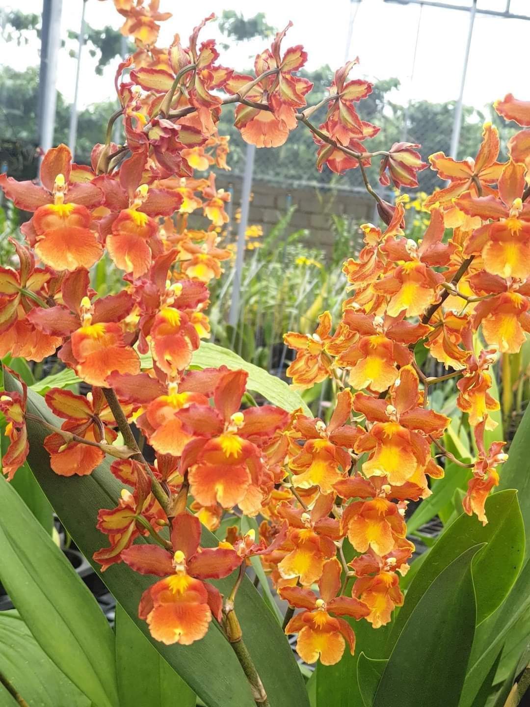 HOA LAN VŨ NỮ CAM LỬA