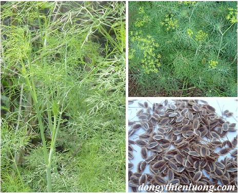 Hạt Giống Thì Là Bốn Mùa