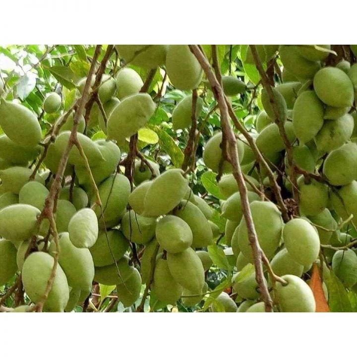 Cây giống Cà Na Thái