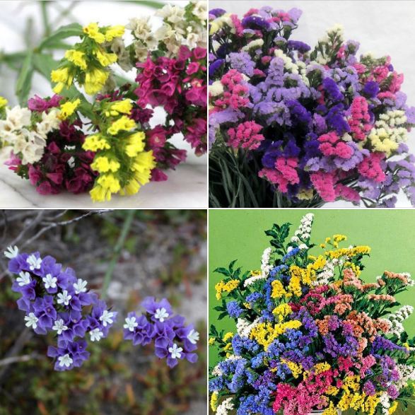 Hạt Giống Hoa Salem Nhiều Màu - Gói 50 Hạt