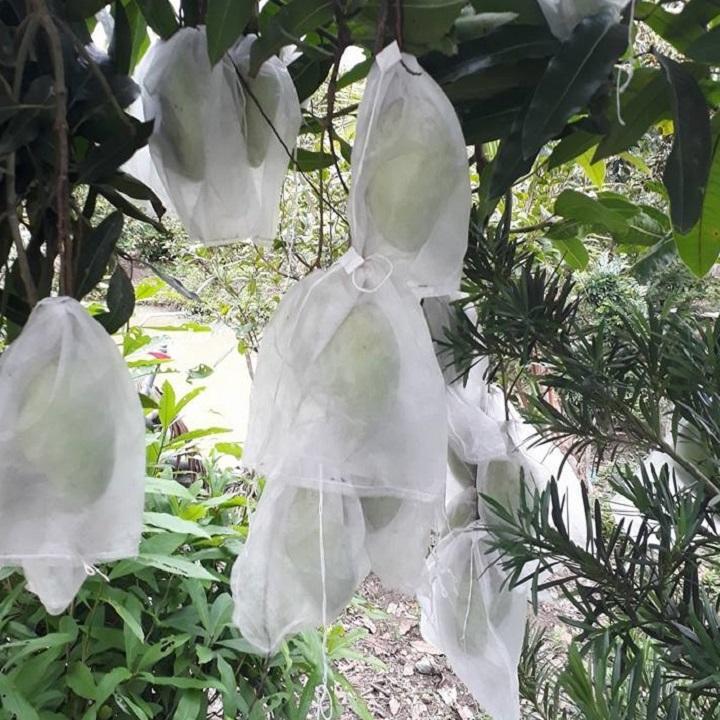 Bộ 300 túi bọc trái cây kích thước 18*19 cm (ổi, vú sữa, xoài...)