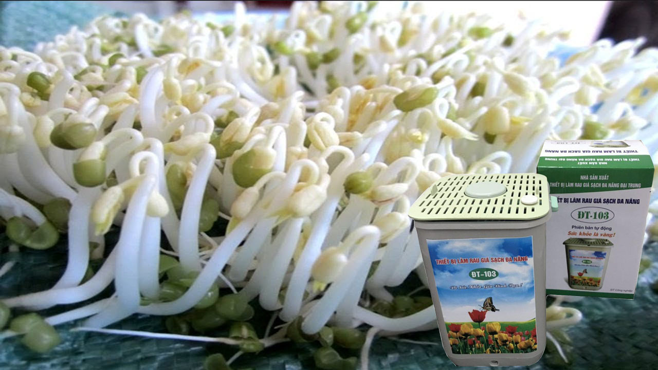 Bean sprouts machine GV-102 - Multifunction sprouts sprouts
