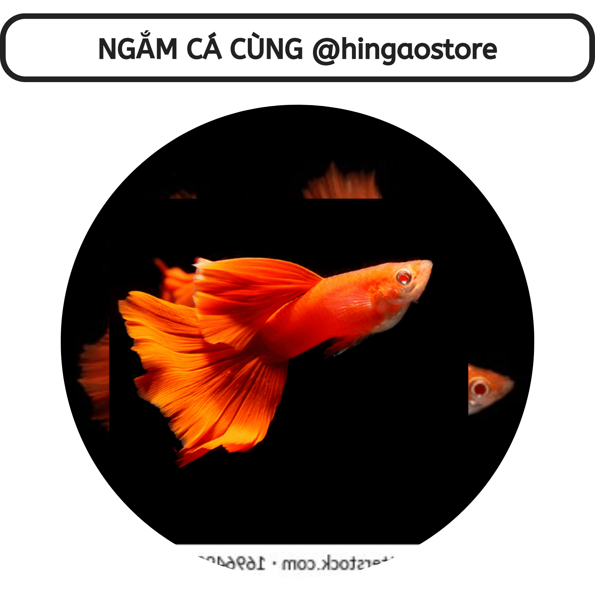 (Tặng 1m dây, 1 van tăng giảm) Lọc vi sinh, bio chế - Phụ kiện cá cảnh  Hingaostore.