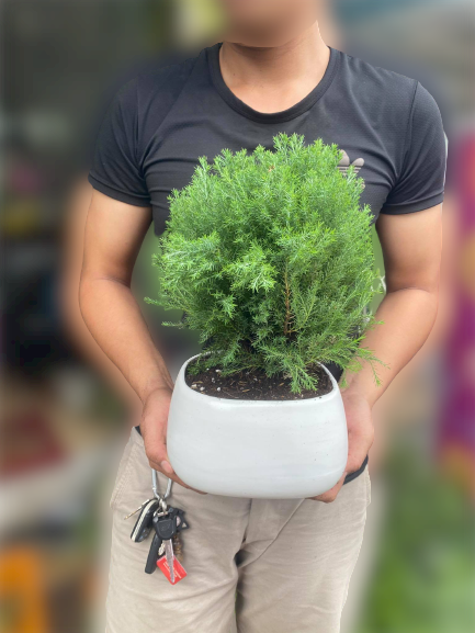 TÙNG BỒNG LAI - HÀNG NHẬP TẶNG CHẬU ĐỂ BÀN