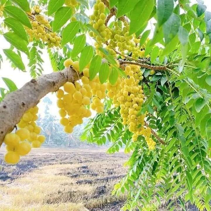 Cây giống chùm ruột ngọt siêu sớm (cây khỏe) (cây giống bảo hành )