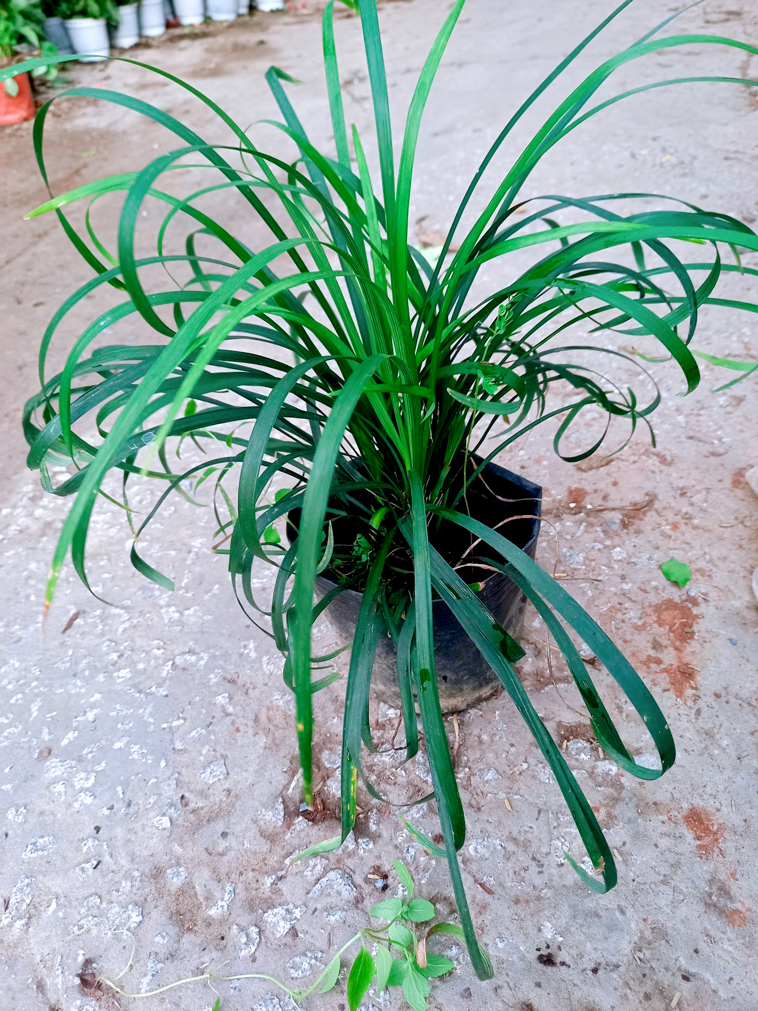 Cây ngãi kéo khách ngãi lá xoắn mang tài lộc