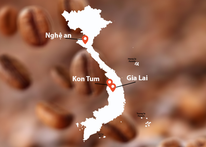 LIBERICA, Cà phê Mít Natural từ Di Linh - G.O Cafe Roastery
