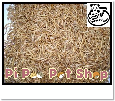 Sâu gạo rang bơ - Thức ăn cho Hamster