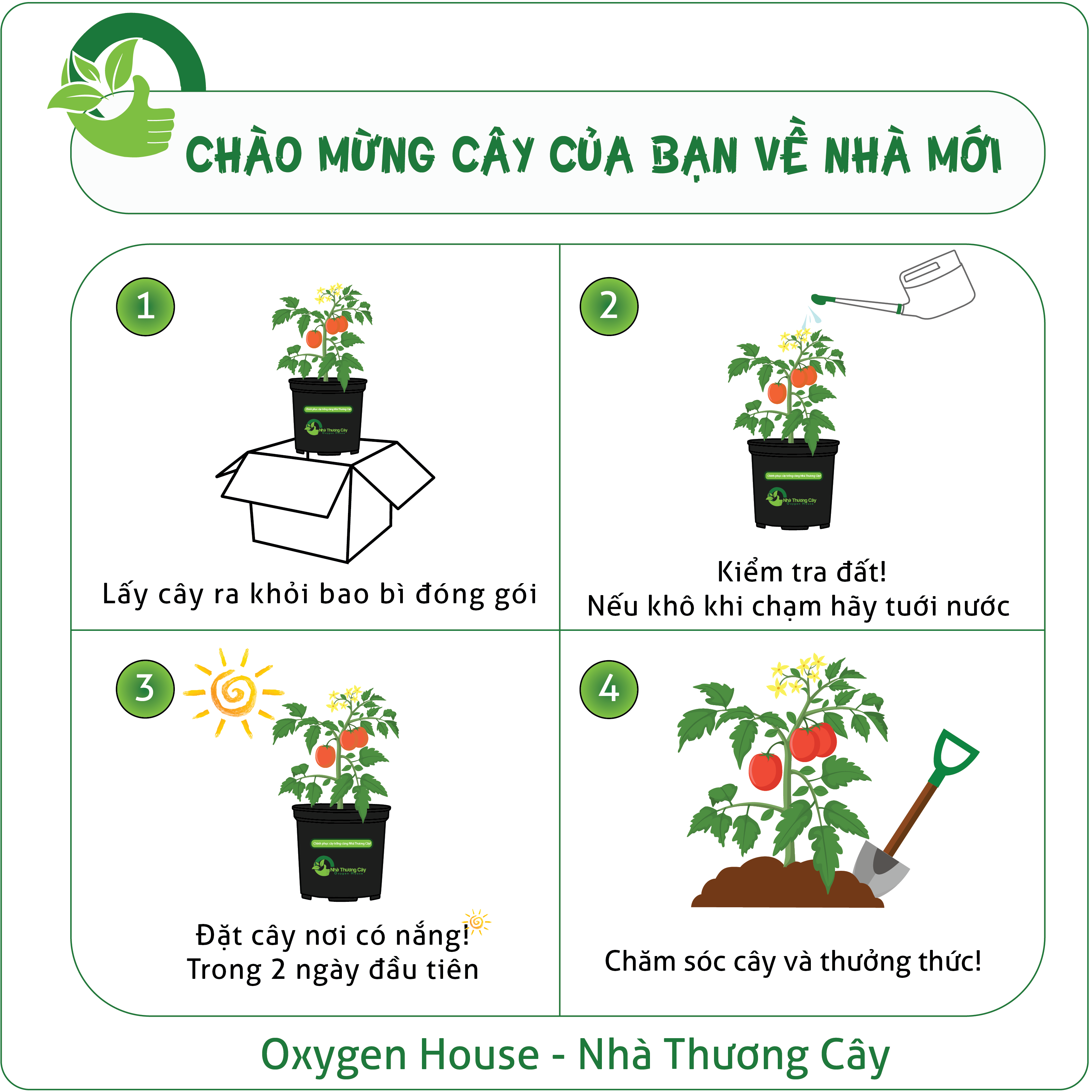 Lựu đỏ Ai Cập | Cây có trái | Punica Granatum