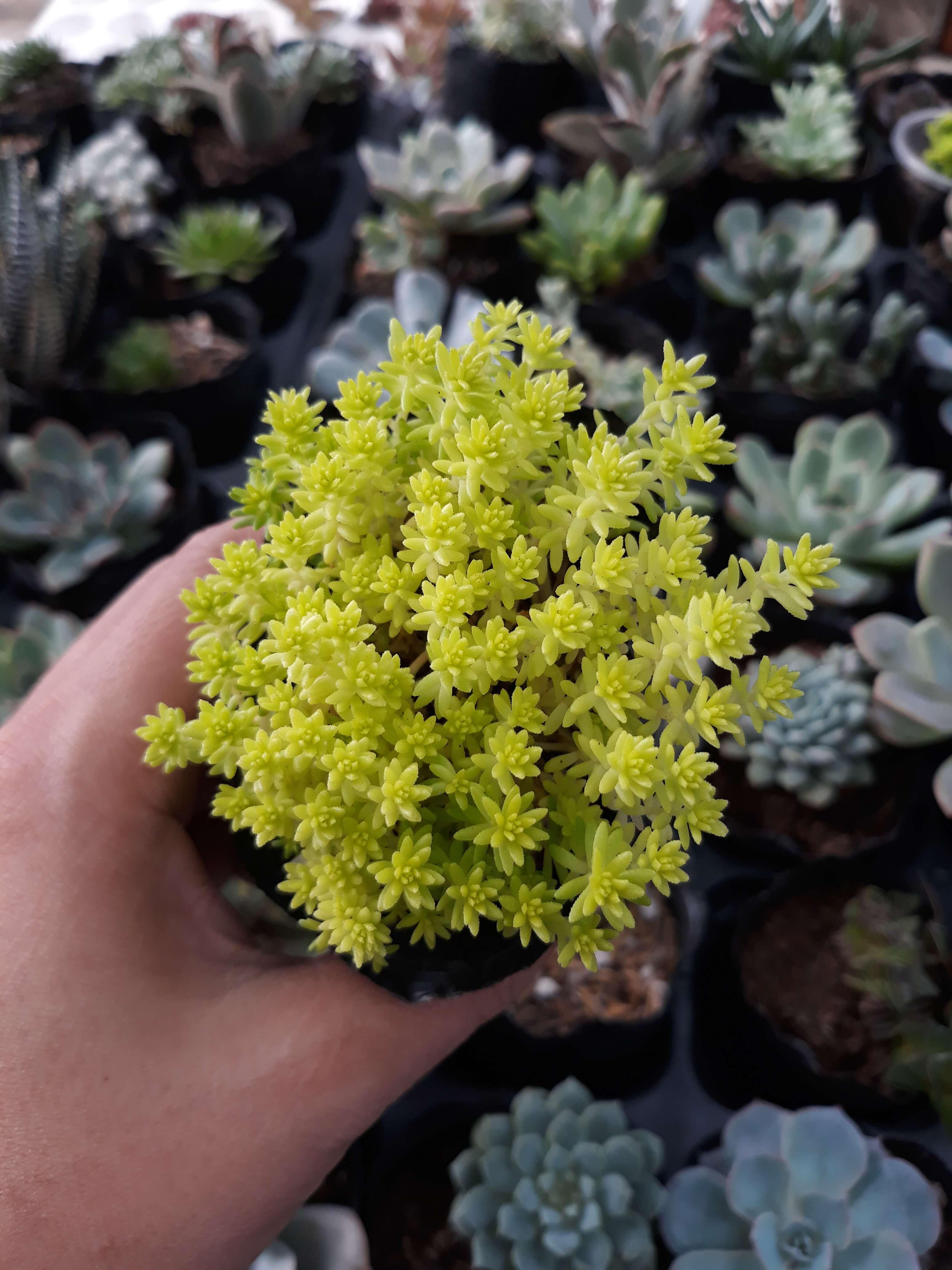 Sen Đá Sedum Cơm Vàng, Xanh