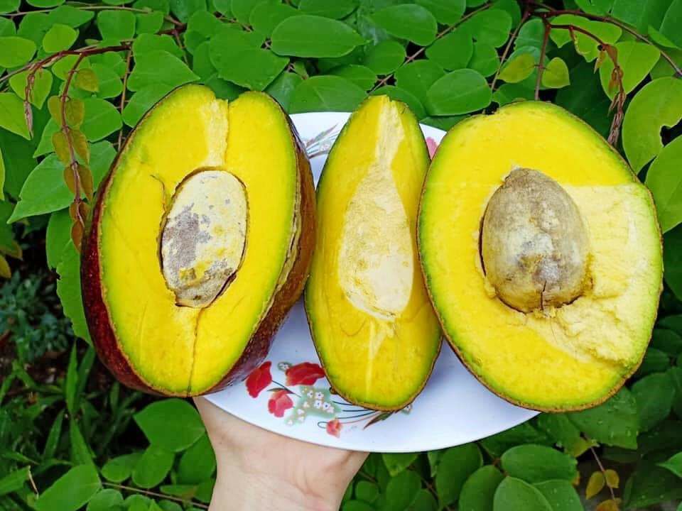 CÂY GIỐNG BƠ CUBA SIÊU SỚM