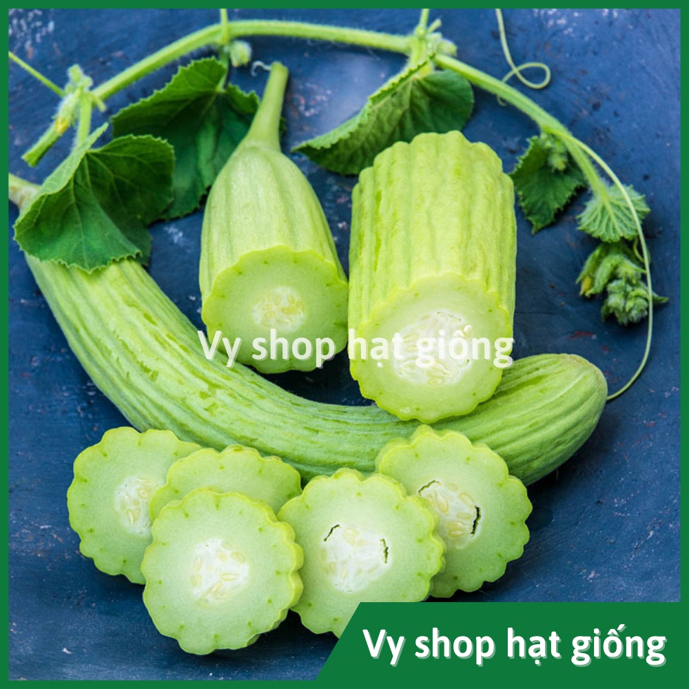 Hạt giống dưa chuột rắn (dưa leo) Thái Lan gói 30 hạt