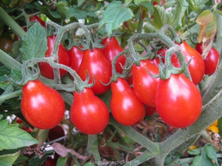 Hạt giống cà chua chùm lê đỏ (Nội địa Trung). 2 gr/gói