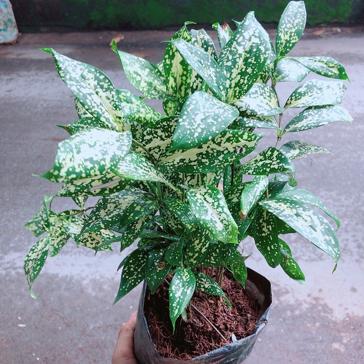 Cây Trúc Nhật Đốm