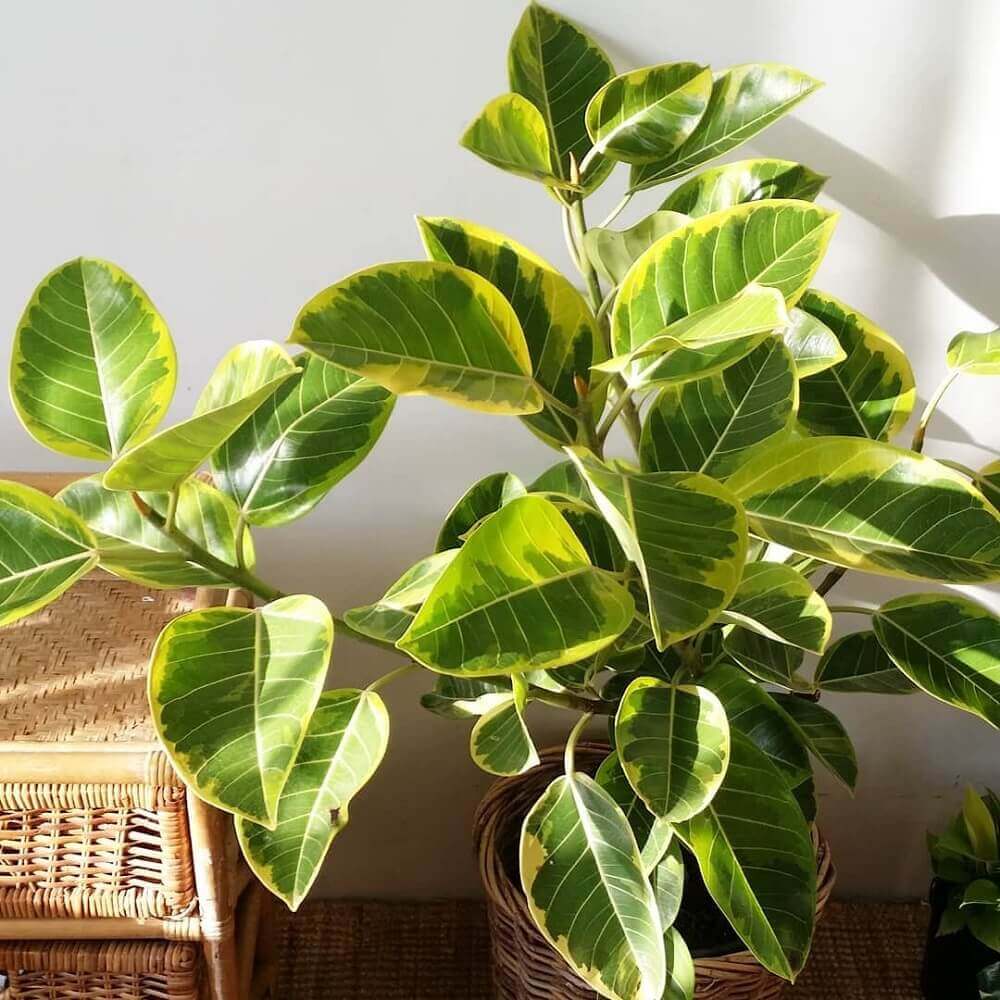 Cây Ficus Elastica Lemon Lime (Cây Đa Cẩm Thạch Xanh Lemon Lime) chậu đất nung