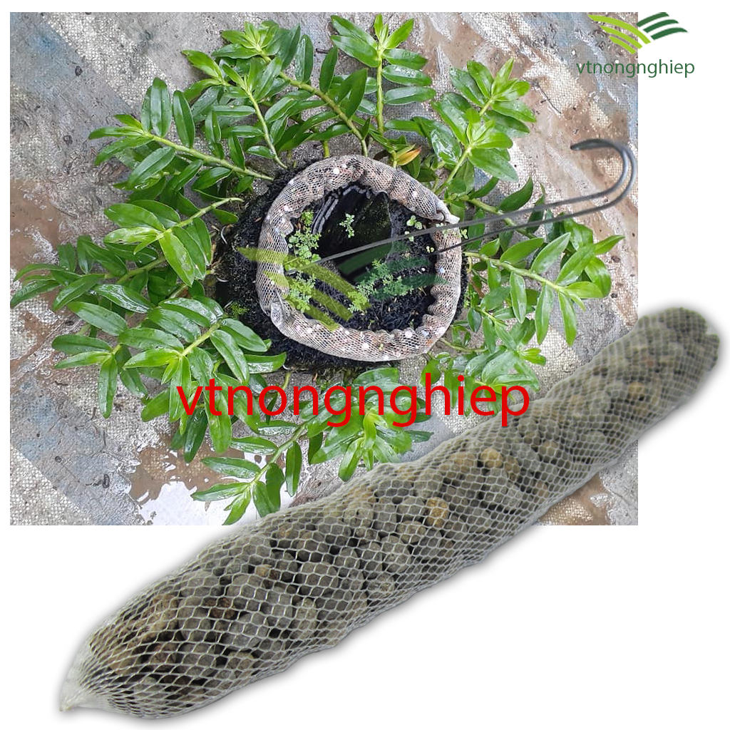 03 Túi phân dê đã qua xử lý Trichoderma dài 30cm