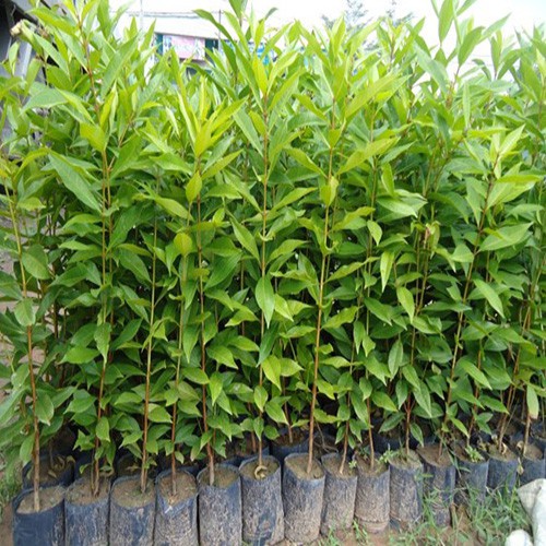 cây lá vối nếp giống