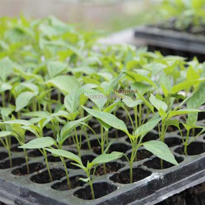 5 Khay nhựa ươm cây 50 lỗ