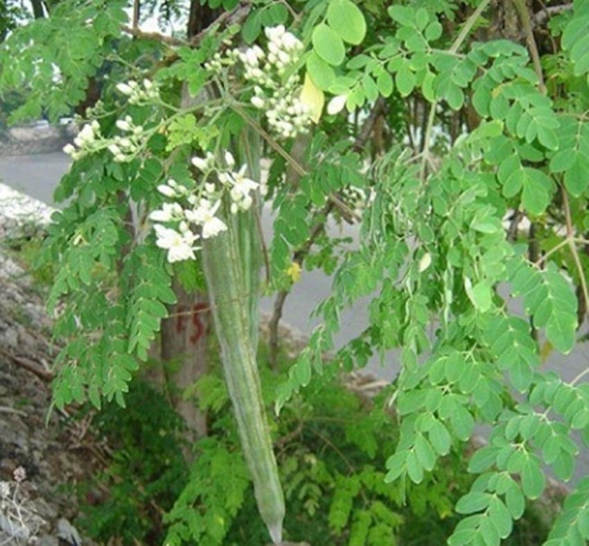 Hạt Giống Cây Chùm Ngây - Gói lớn nhiều hạt, Tặng gói kích nảy mầm