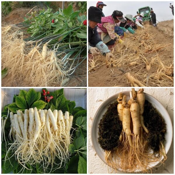 Hạt Giống Nhân Sâm Hàn Quốc (tặng kèm phân bón và thuốc kích mầm)