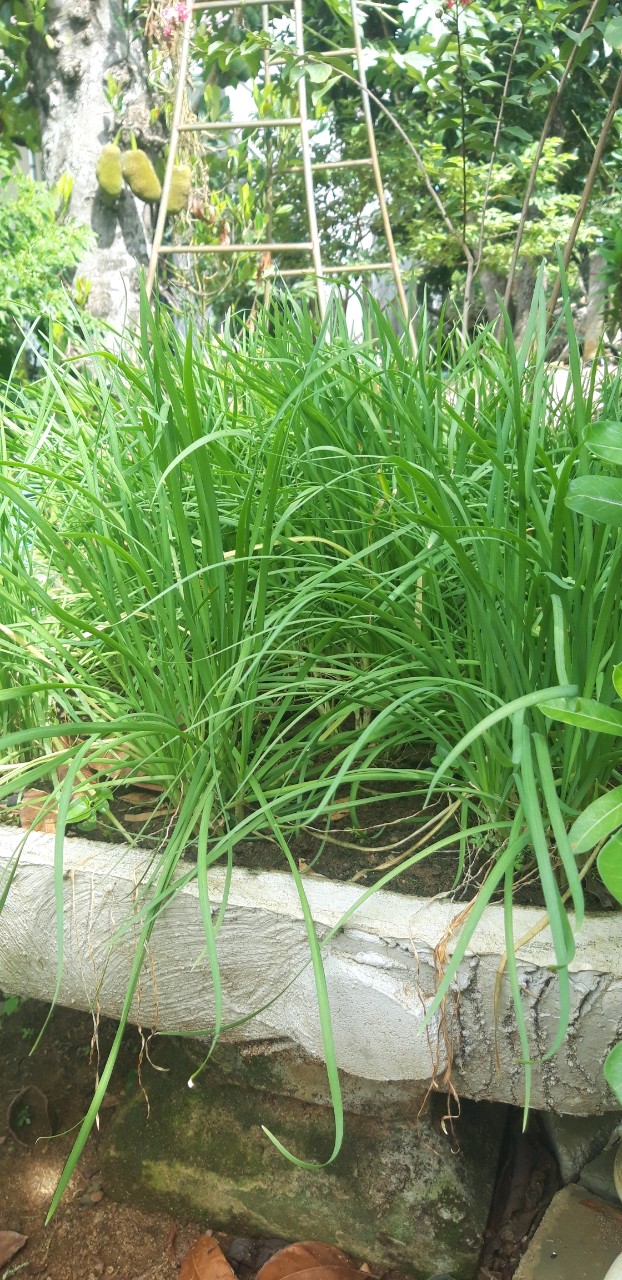 Đất đỏ Bazan nguyên chất- trồng hồng,rau,cây ăn quả
