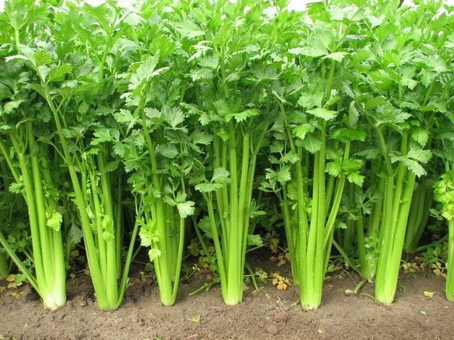 Hạt giống rau Cần tây tặng kích mầm