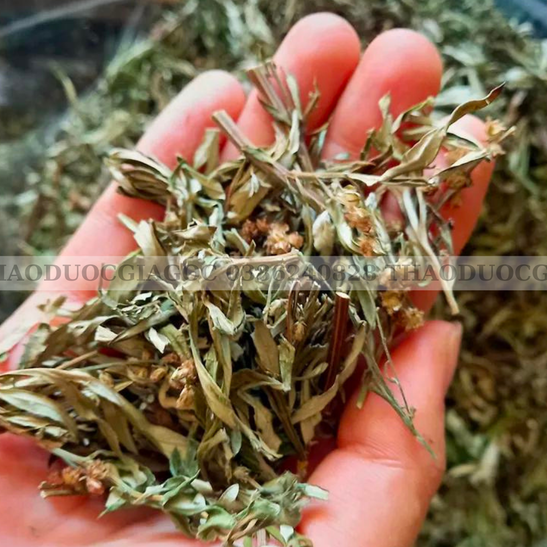 Lá Ngải Cứu Khô 1Kg (sạch, đẹp )