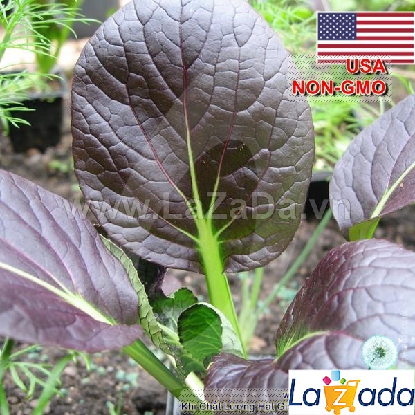 100h Hạt Giống Cải Hoa Hồng Tatsoi Đỏ (B2.203| C49*W51*M248)