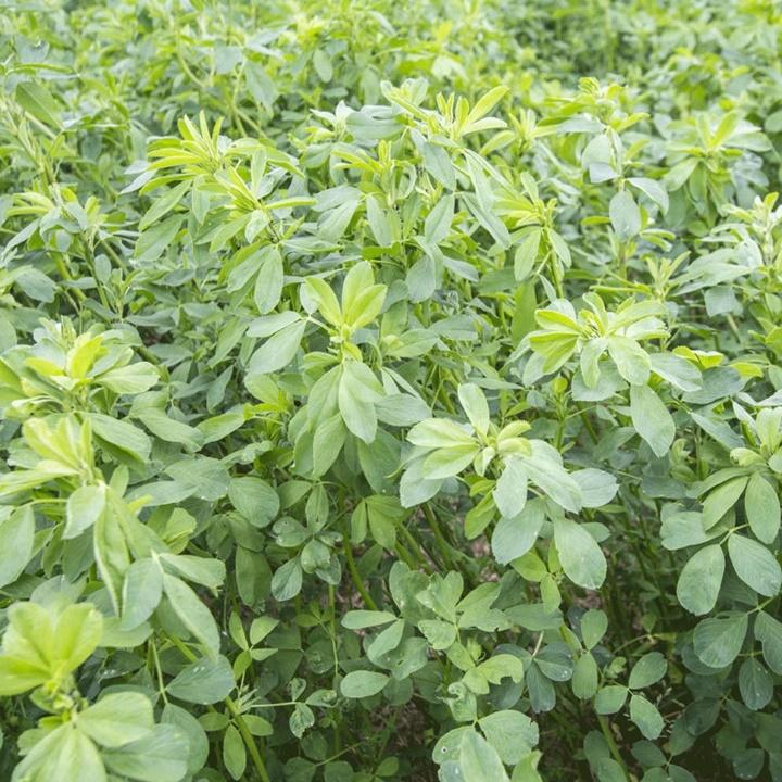 Hạt giống cỏ linh lăng ALFALFA gói 100gr