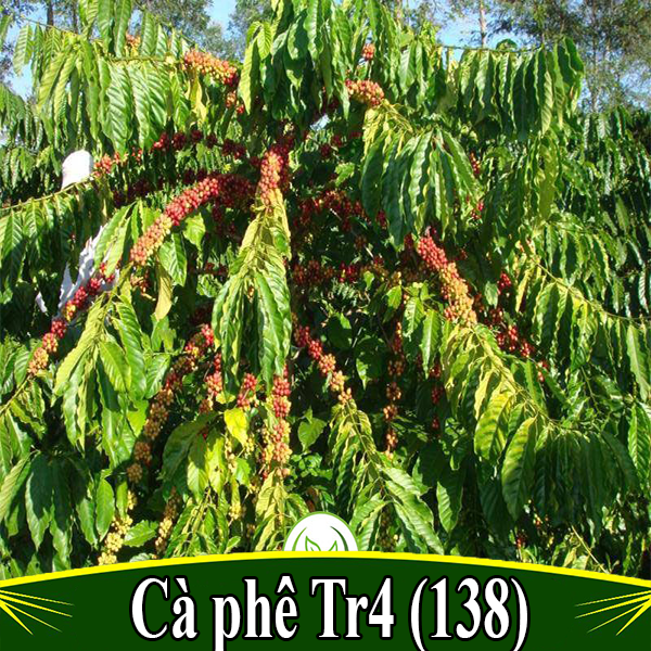 Cây cà phê vối TR4