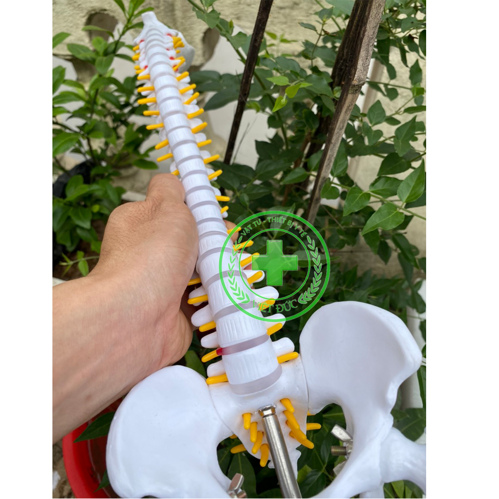 Mô hình cột sống 45cm Mô hình xương người