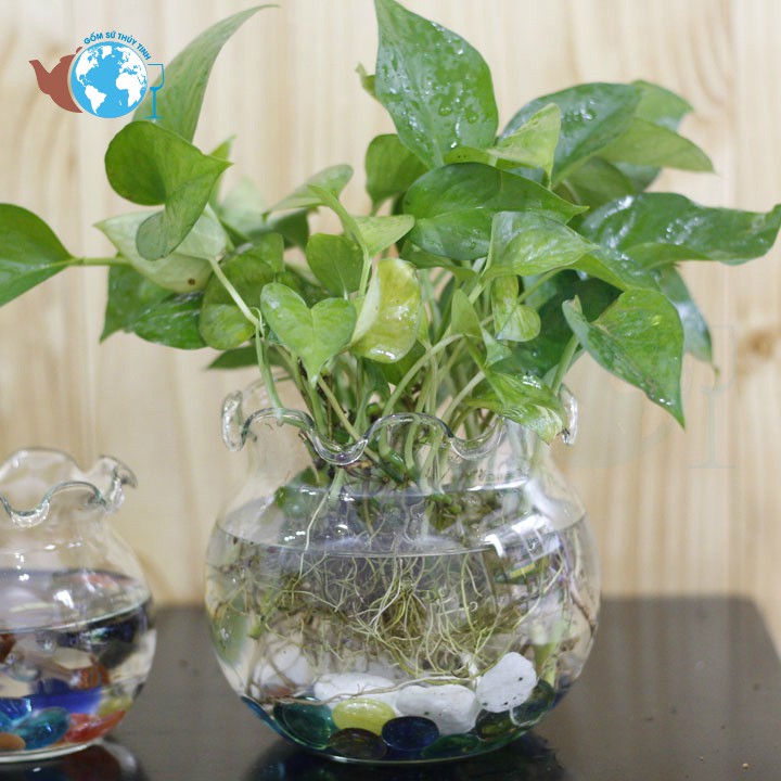 [HCM]B1-BỂ CÁ THỦY TINH HỒ CÁ CHẬU CÂY MIỆNG BÈO D13CM x 14CM