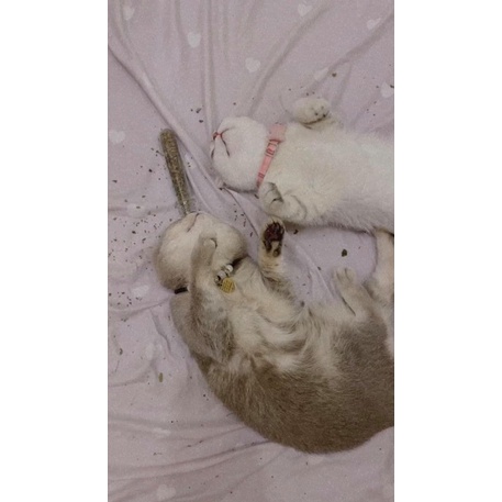 Cỏ Mèo Khô Catnip ❤️
