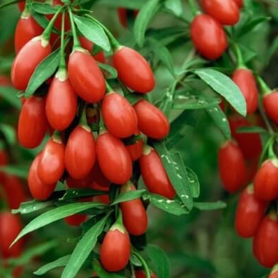 1kg KỶ TỬ (Kỳ Tử Đỏ  Khô) - Sạch Thơm