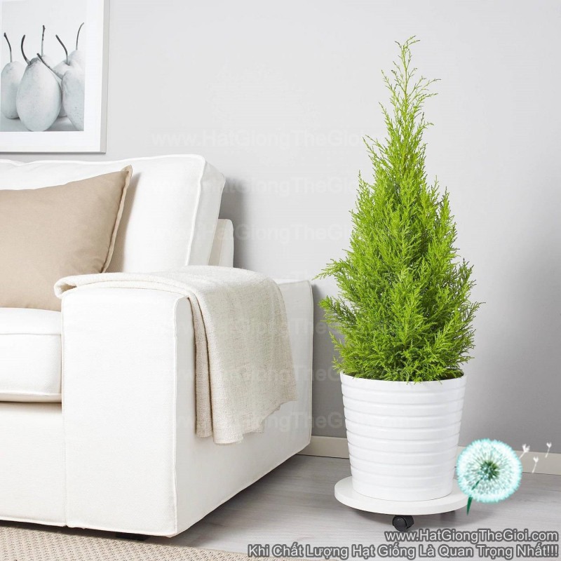 10h Hạt Giống Cây Tùng Thơm Cây Thông Noel (TLB2 -KD: B22*X58*M181)