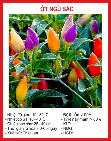 Hạt giống ớt ngũ sắc ớt kiểng giá rẻ