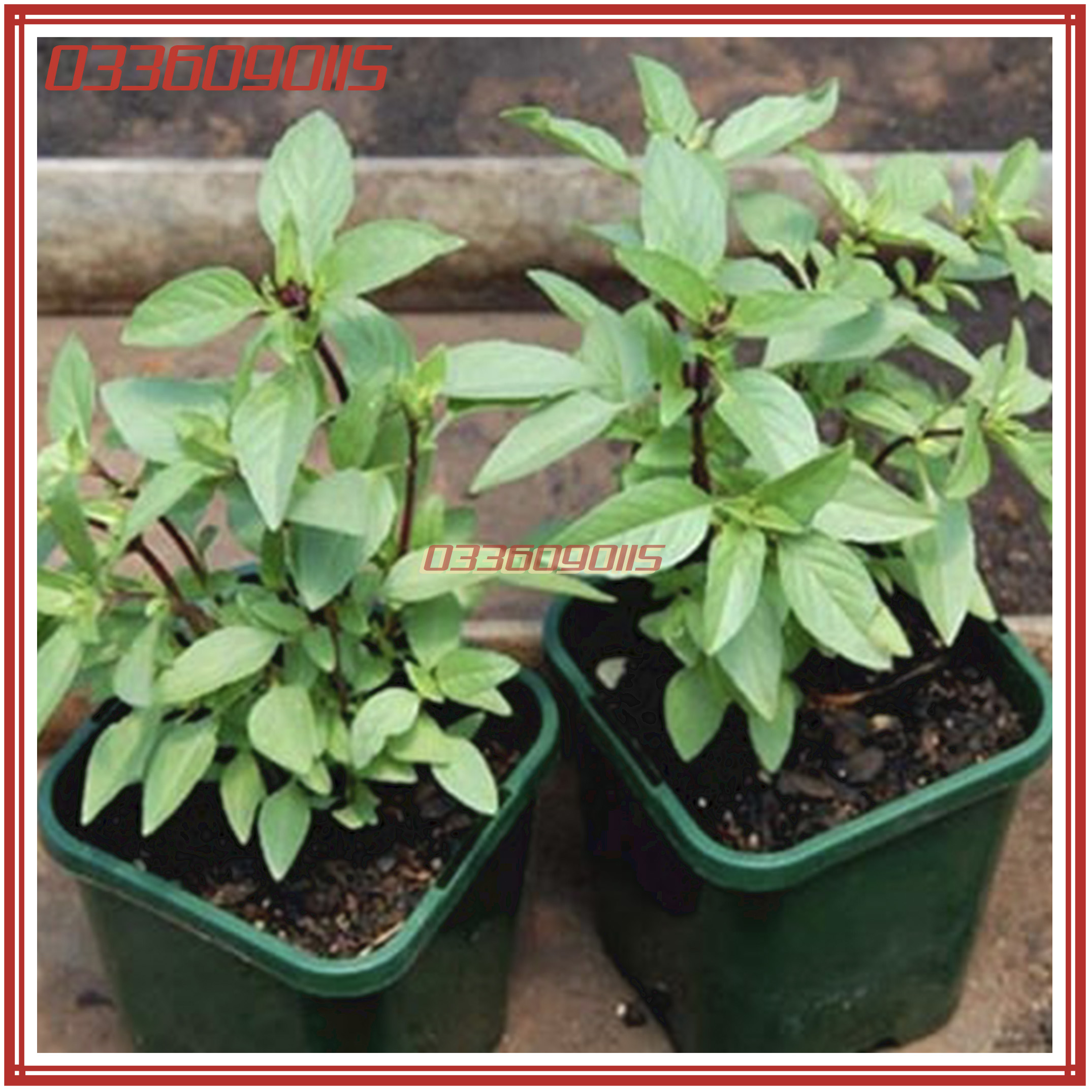 Túi 10g Hạt giống rau húng quế, húng chó F1, hạt giống loại 1