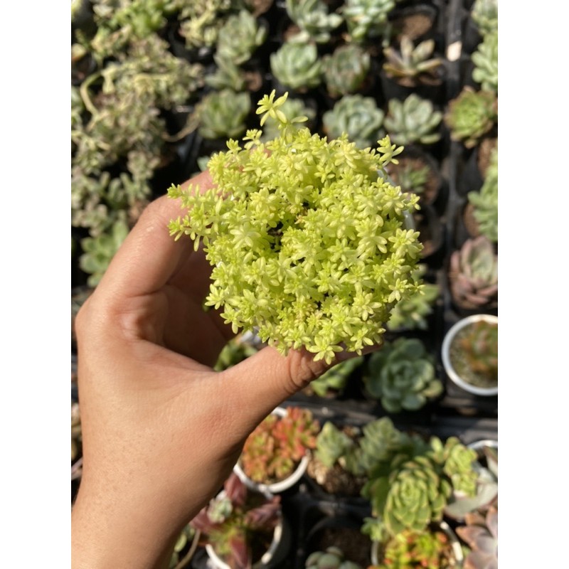 Sen đá Sedum vàng 5cm