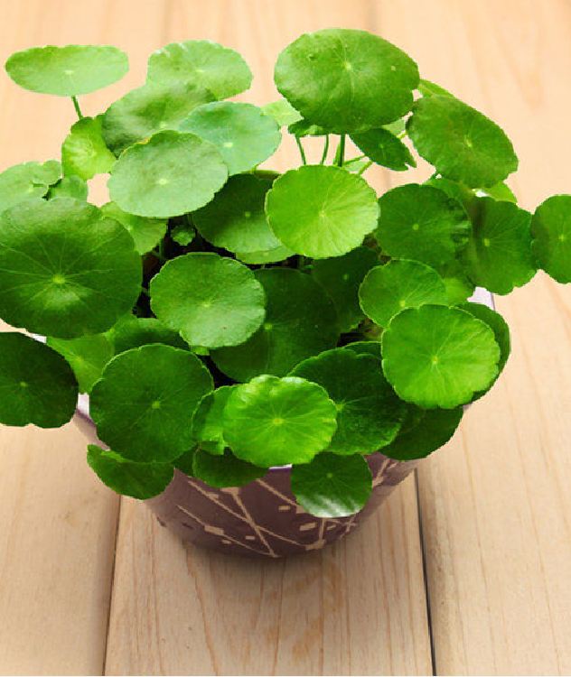 Hạt giống cây cỏ đồng tiền - 50 hạt/gói