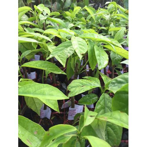 (Cây ăn quả) dâu da đất + tặng ( 0,5kg) phân thỏ hữu cơ
