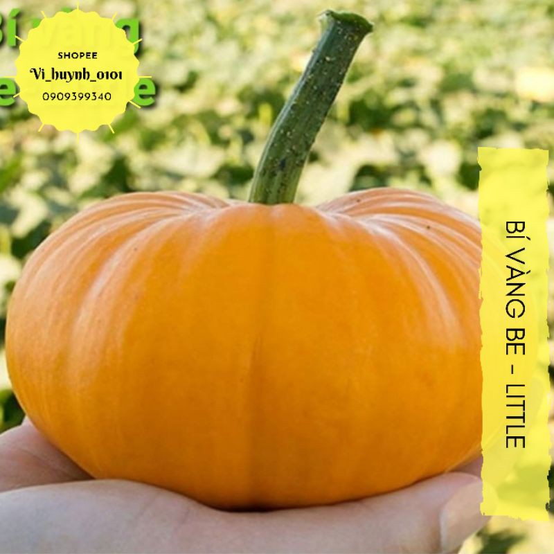 [HCM]Hạt Giống Bí Ngô Mini Be-Little Màu VàNg Cam Đáng Yêu Cây Bụi Dễ Trồng Và Năng Suất