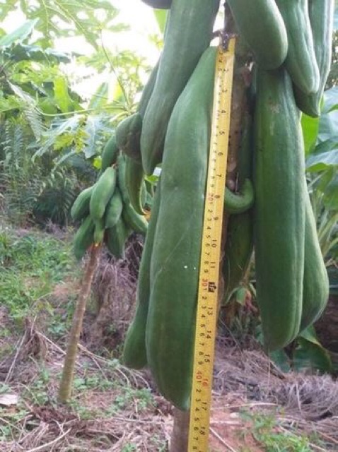 Hạt Giống Đu Đủ Siêu Dài