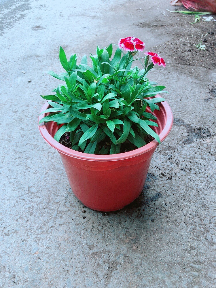 Hoa Cẩm Chướng