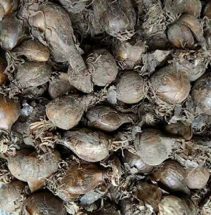 Củ giống hoa bỉ ngạn hoa màu đỏ ( 1 củ )[Seeds]
