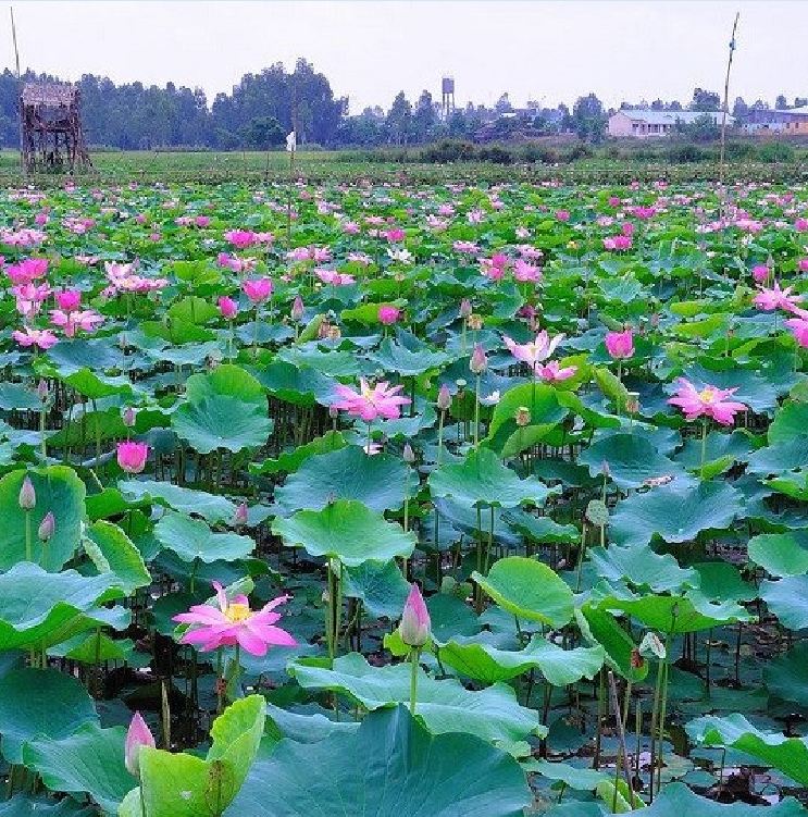 Hạt Giống Hoa Sen Ta (Sen Hồng Việt Nam) 15 hạt/gói