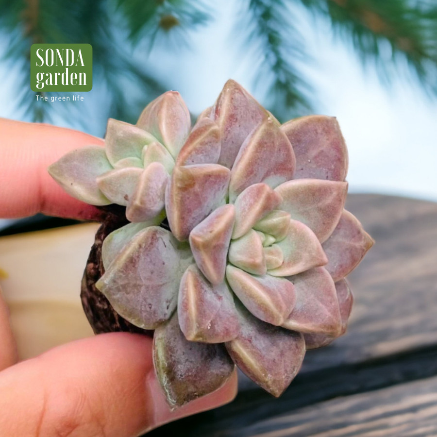 SEN ĐÁ ĐÁ TÍM SIZE MINI LỖI 1 ĐỔI 1